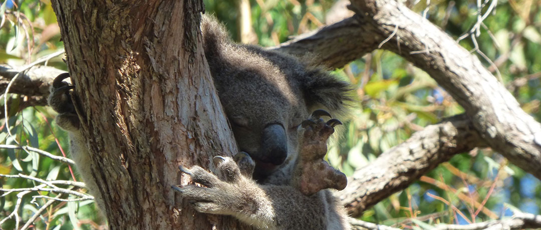 2021 Greens campaign issues for Port Stephens council - koalas