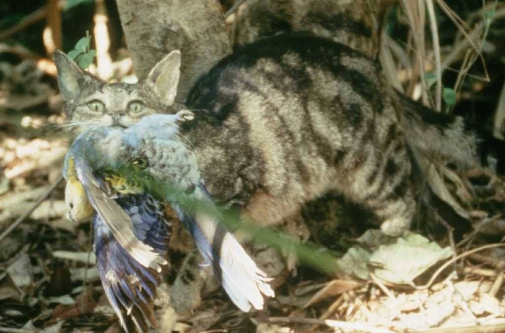 Photo of a cat with bird in mouth