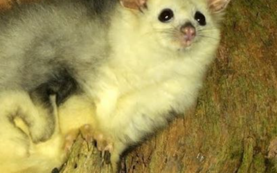Save the Greater Glider – End Native Forest Logging in Tallaganda Now!