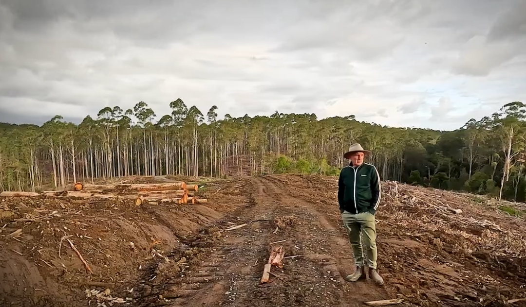 Shifting from native forest logging to sustainable plantations will help protect these essential forests while still meeting wood demands.