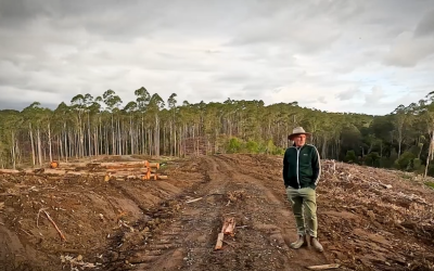 Shifting from native forest logging to sustainable plantations will help protect these essential forests while still meeting wood demands.